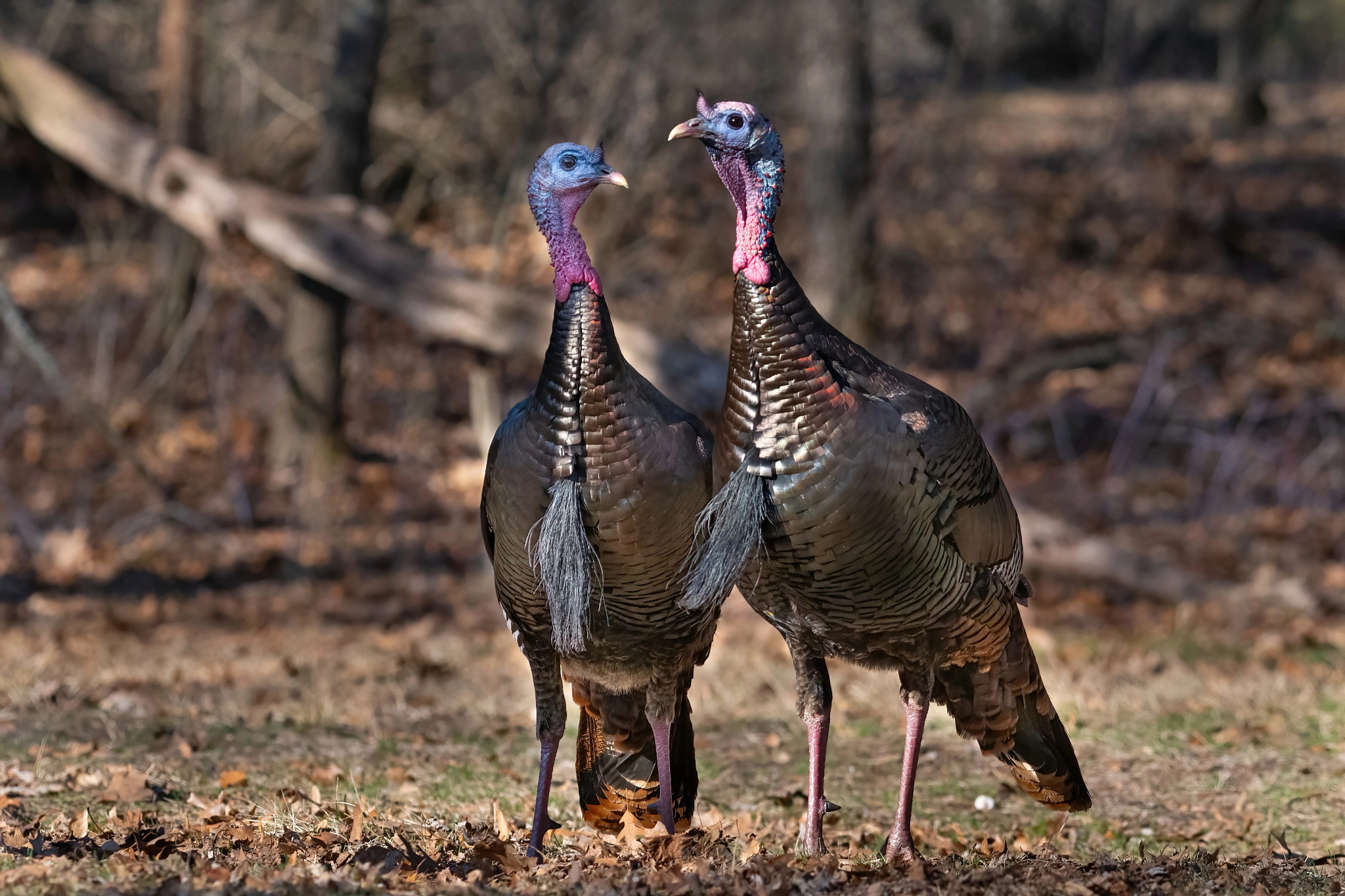 Two wild turkeys stand beside each other in a grassy field lined with trees. 