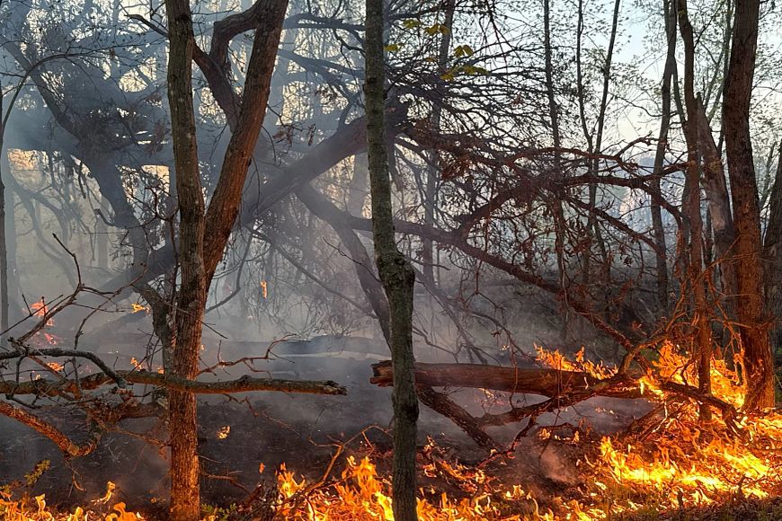 A forest fire is actively burning, with visible flames and smoke spreading along the dry vegetation on the ground of a dense wooded area.