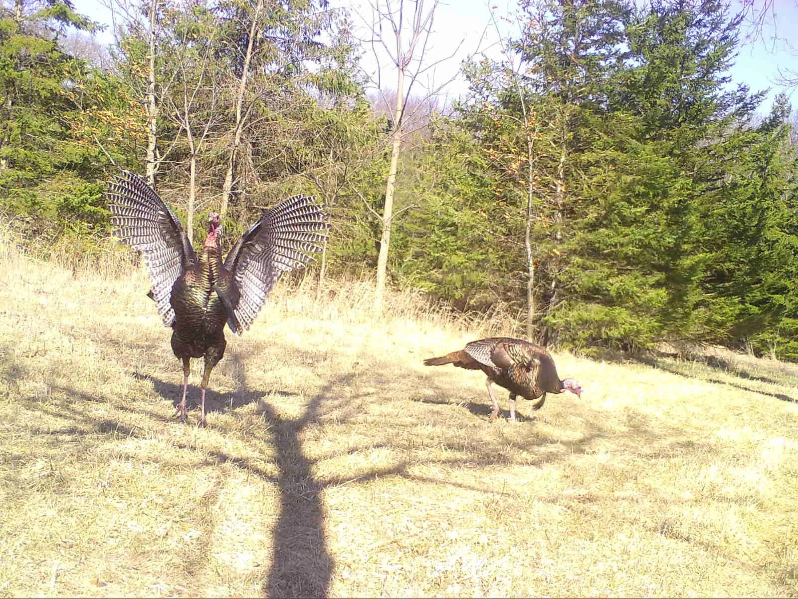 A wild turkey spreads its wings while another turkey grazes nearby at the edge of a forest.