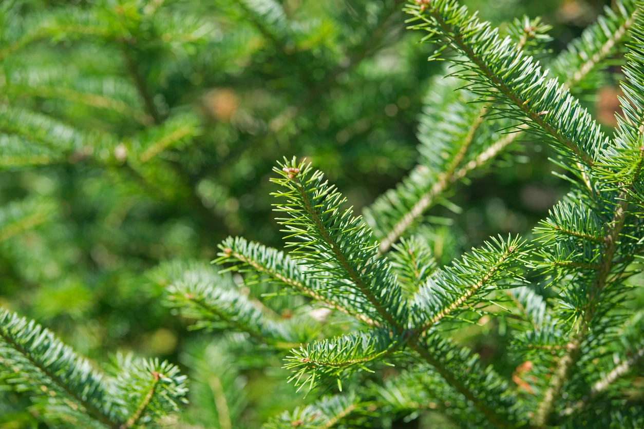 A close view of a balsam fir tree tip