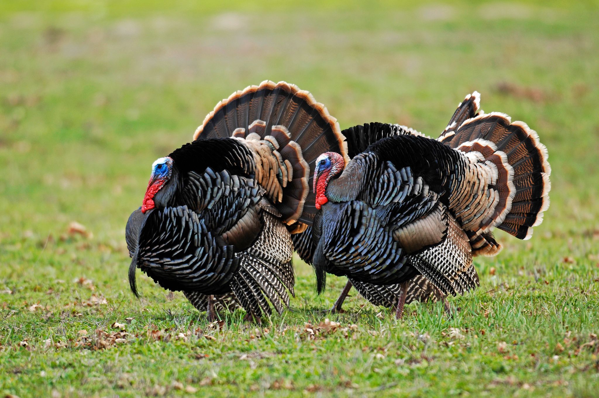 Two turkeys walk through a field. 