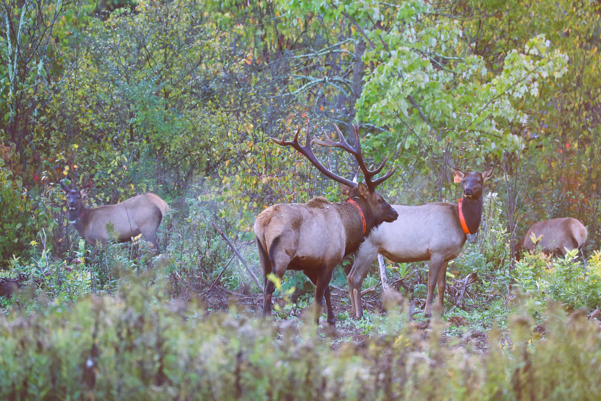 A large bull elk and three adult cow elk stand in a forest clearing, surrounded by green foliage.