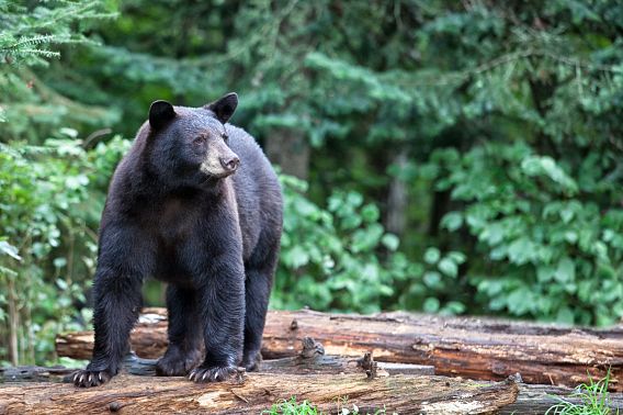 A adult black bear stands atop a fallen tree in a wooded area. 