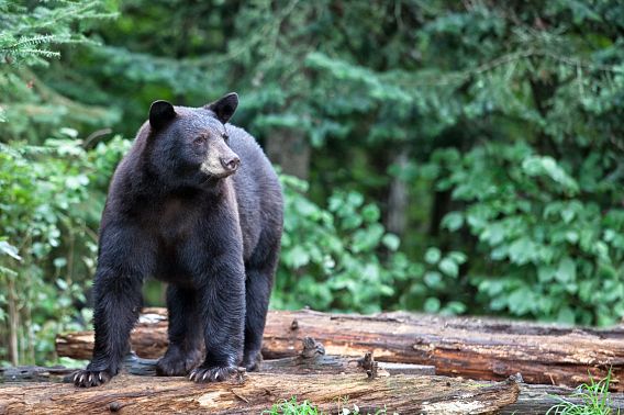 A adult black bear stands atop a fallen tree in a wooded area.