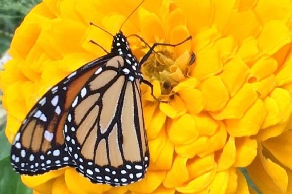 A Monarch butterfly on a yellow flower 