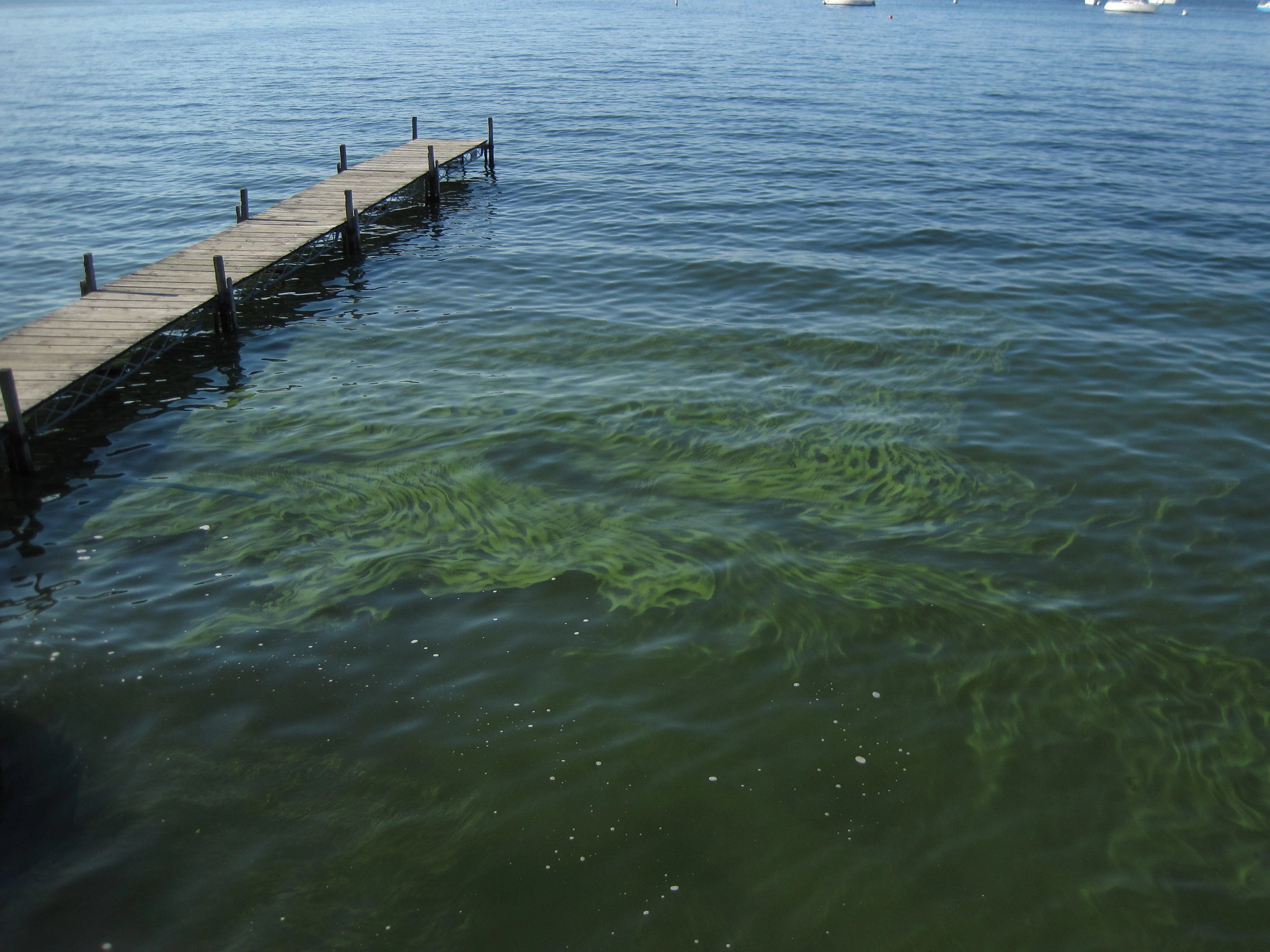 A blue-green algae bloom beside a wooden dock in a lake. 