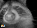 Raccoon_Washburn_33479246.jpg