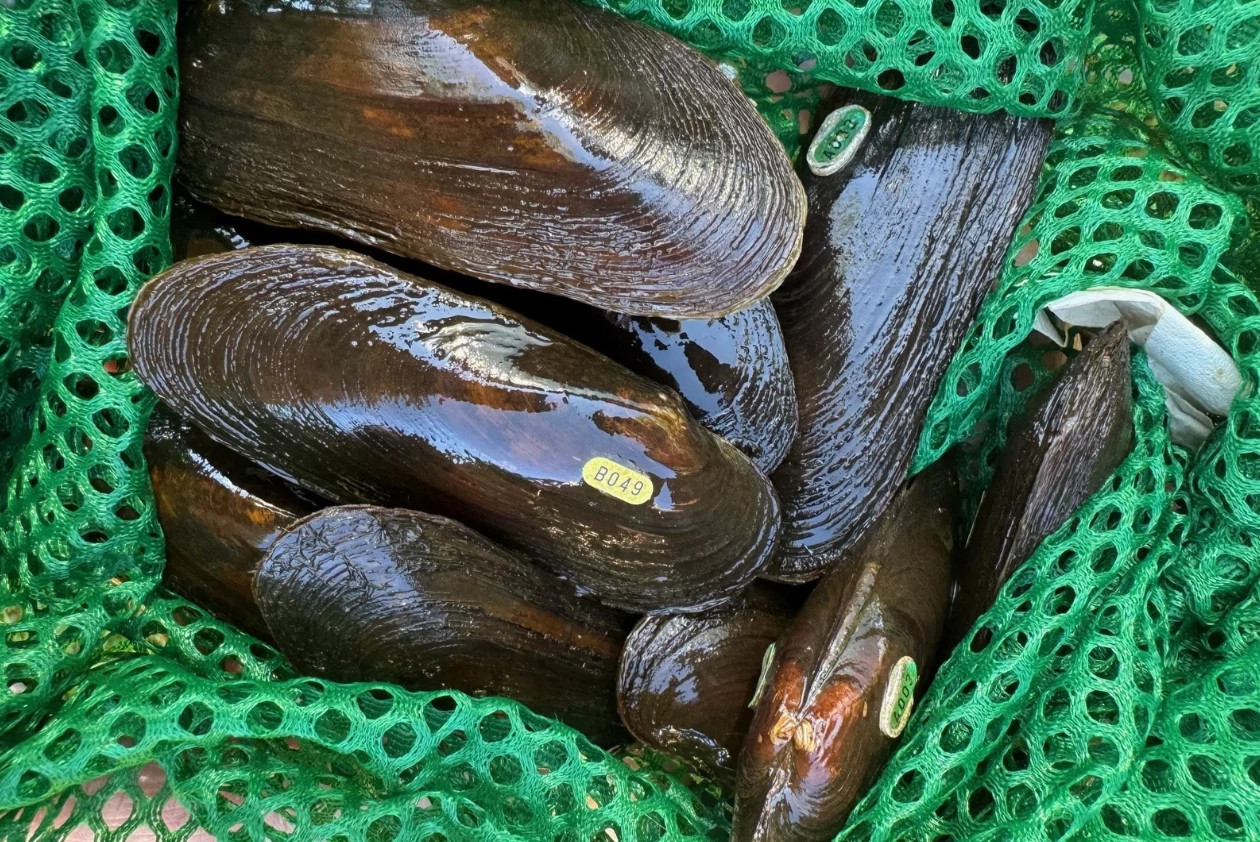 Spectaclecase mussel are shown, held in a green net.