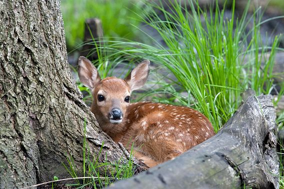 Nature Tales - Baby Animals | Wisconsin DNR