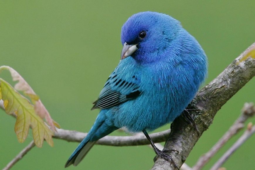 bright blue indigo bunting on a branch