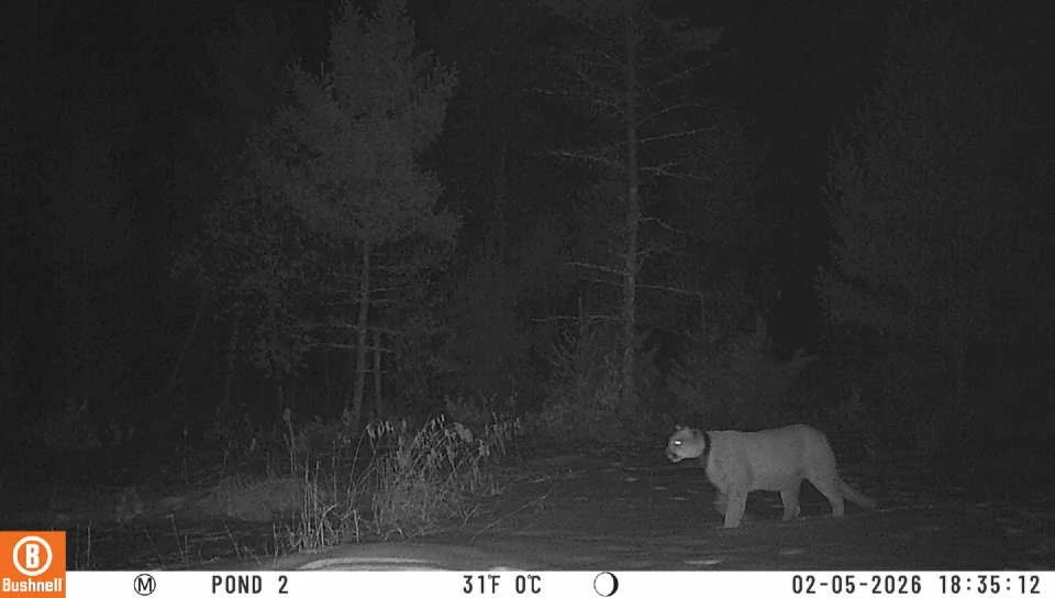 Initial Sighting.jpeg