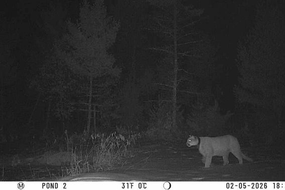 Initial Sighting.jpeg