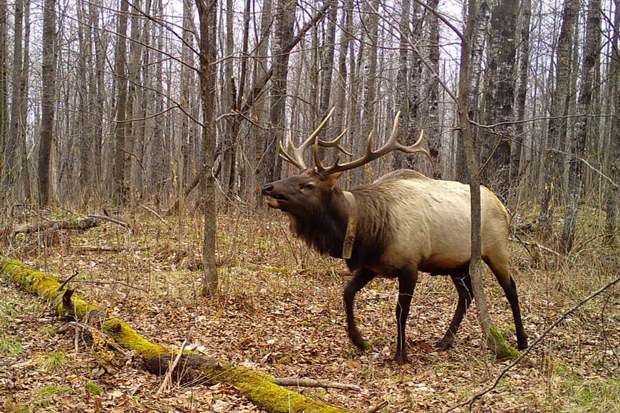 A large bull elk with a collar walks through a forest of bare trees.