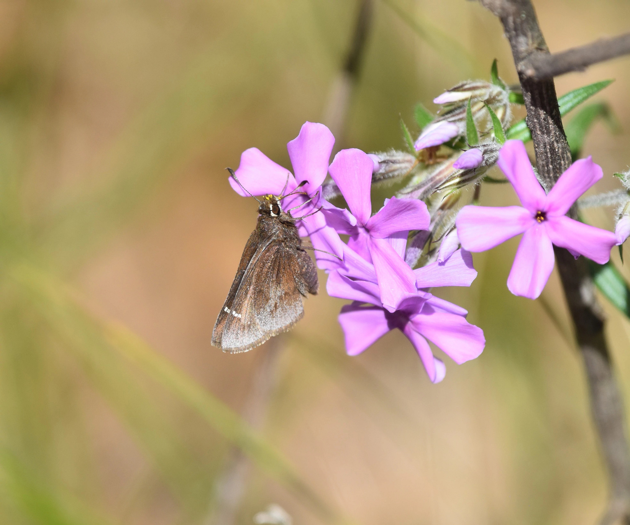a dusted skipper butterfly visiting a downy phlox flower