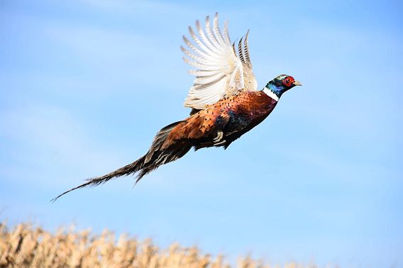 A pheasant takes flight from a marshy area. The background features a brilliant blue sky. 