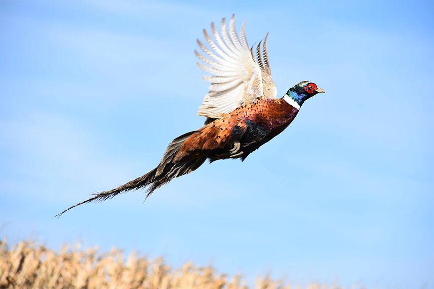 an illustration of a pheasant flying in blue skies