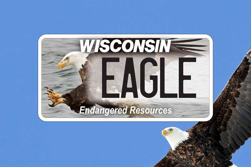 a Wisconsin Endangered Resources license plate with an bald eagle that says "Eagle" placed in front of a bald eagle soaring in the fly