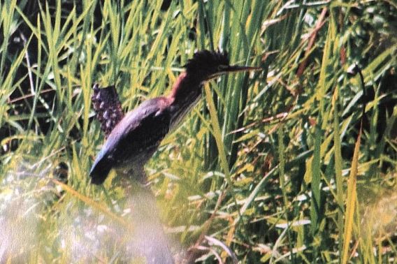 green heron in marshy area