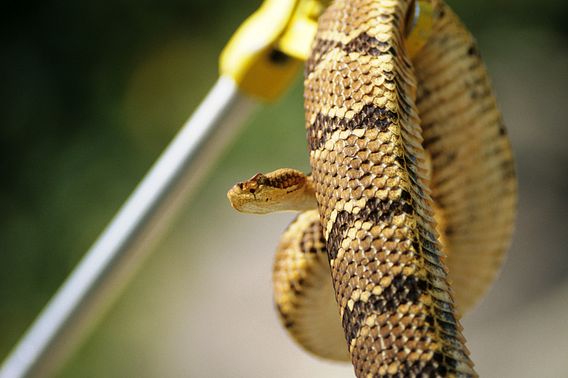 Timber rattlesnake 