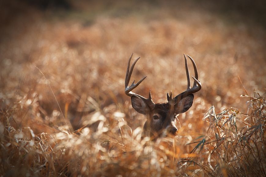 A large whitetail buck deer hidden in a deep patch of prairie grass.