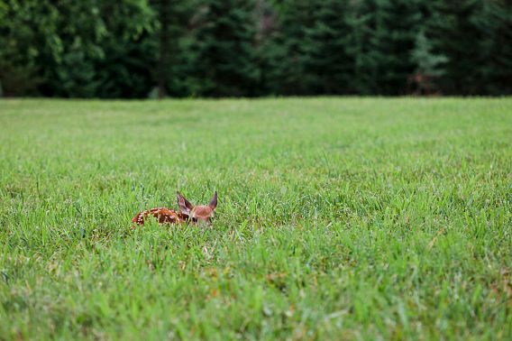 a fawn bedded down in a green field to avoid detection by predators as it waits for its mother. 