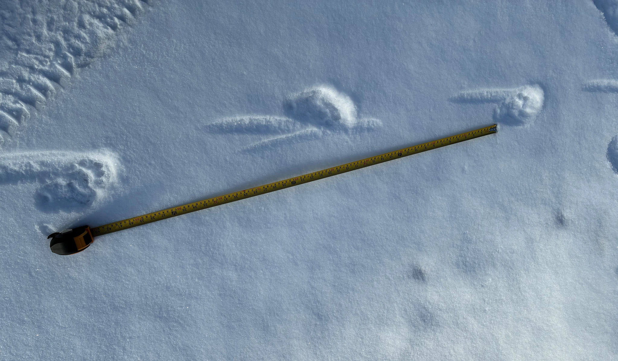 Cougar 2.24.26 Tracks 1 crop.jpeg