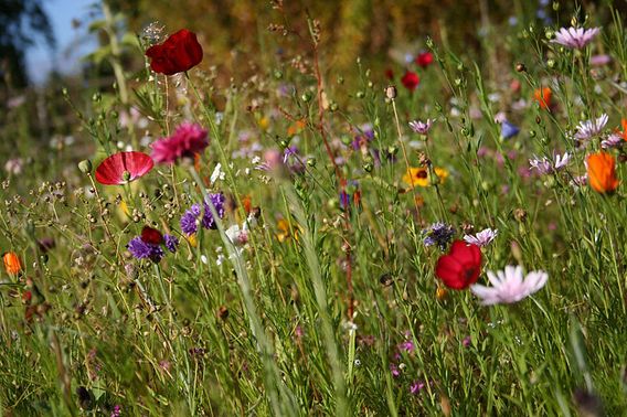 Saturday Explorers – Spring Flower Hike | Wisconsin DNR