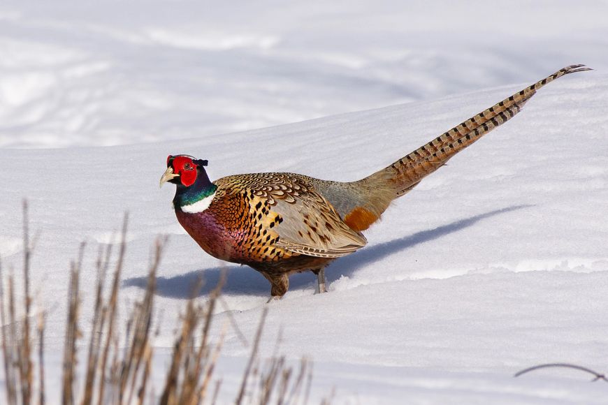 A close-up of a pheasant walking through fresh white snow.
