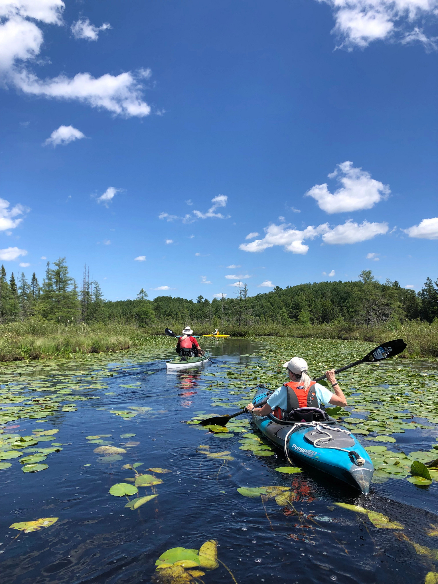Two kayakers on reedy water on a sunny day