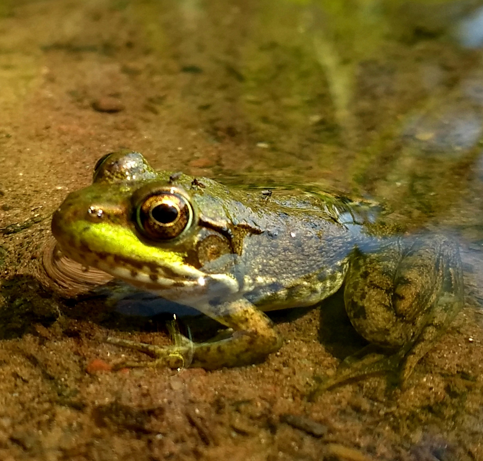 Frog Wi Discover Loon Lake: Bogs & Frogs | Wisconsin DNR