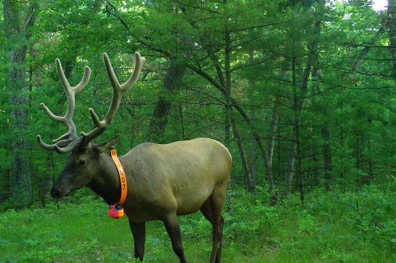 A bull elk wearing an orange tracking collar walks through a grassy clearing in the forest.