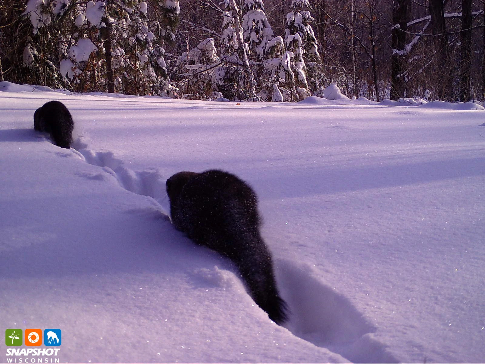 Fisher_Forest_11997659.jpg