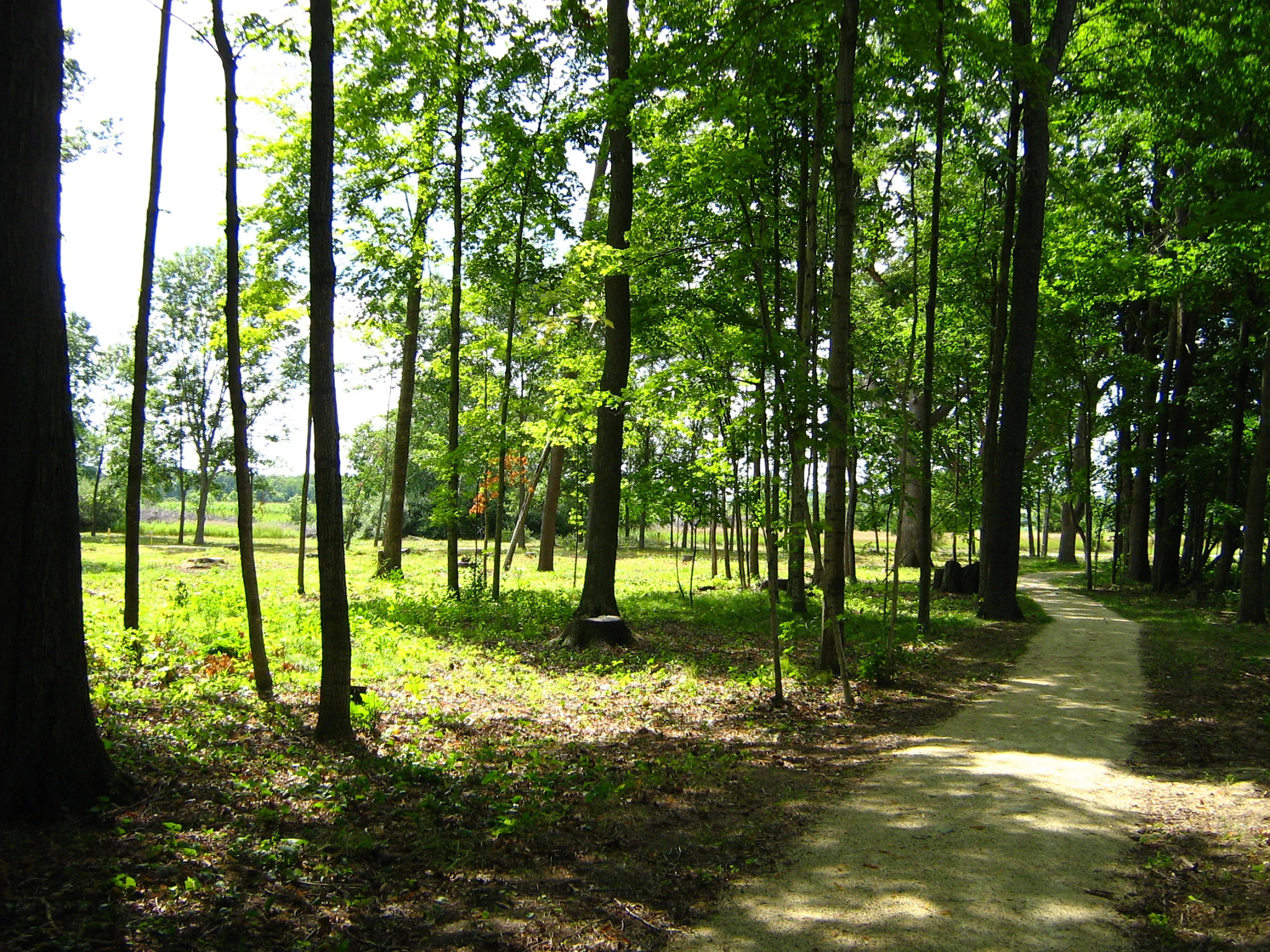 wooded trail at lizard mound park in washington county