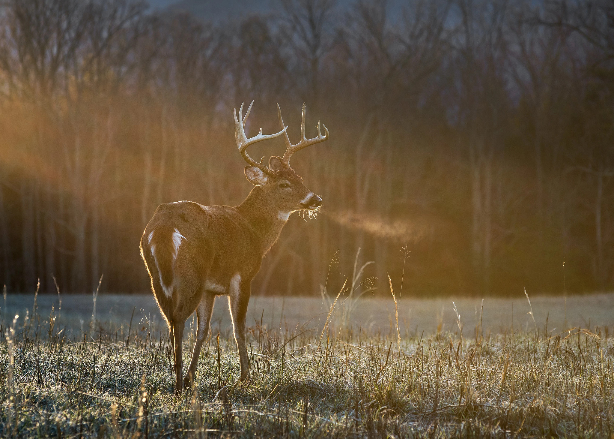 White-tailed deer with antler standing in open field