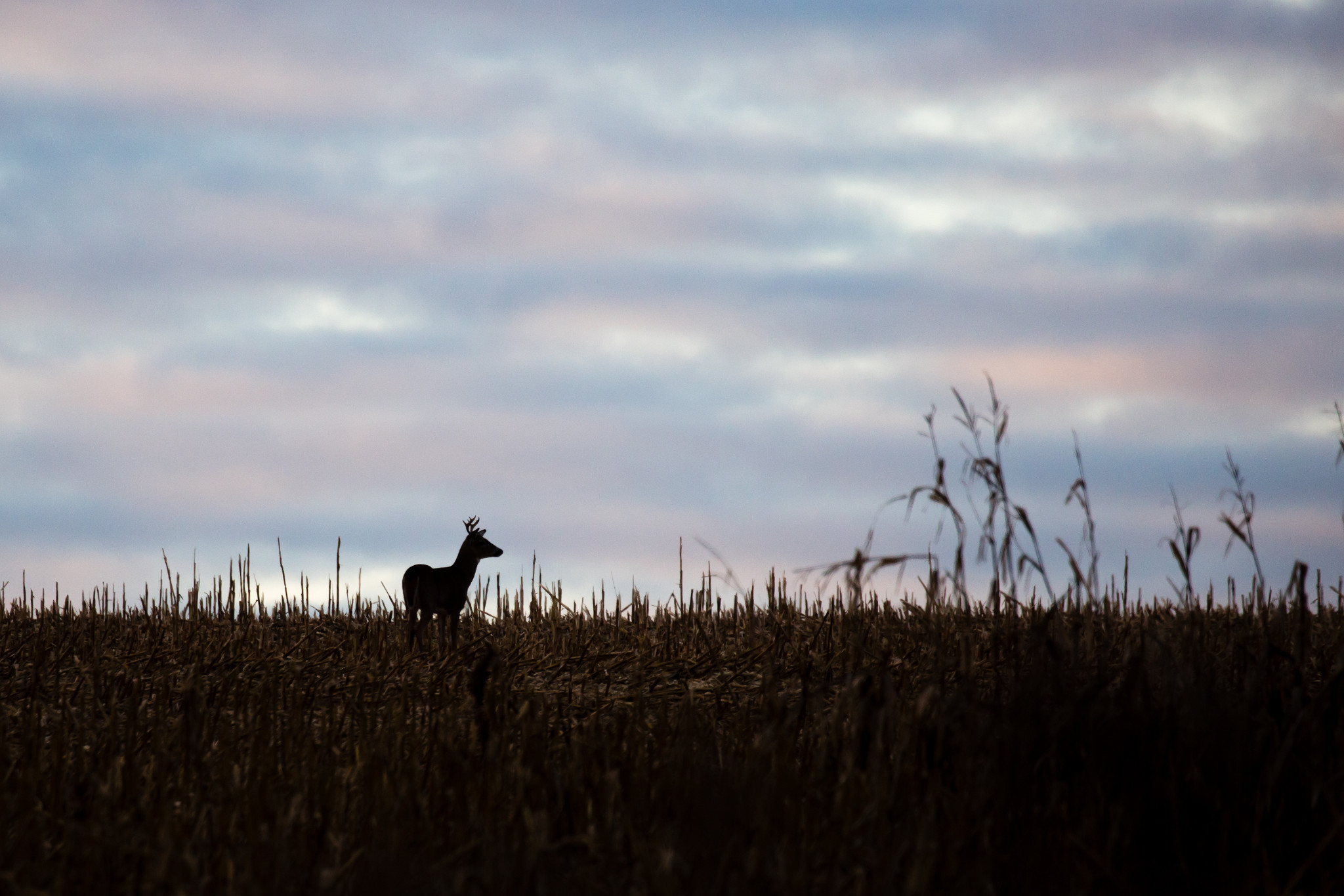 white tailed deer buck standing in a cornfield