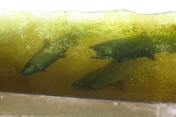 Several fish in a tank at a DNR fisheries facility. 