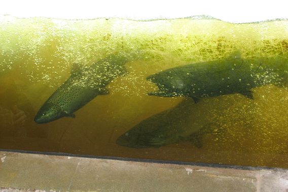 Several fish in a tank at a DNR fisheries facility.