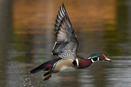 A bird soars over a lake.