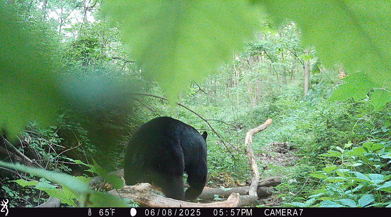 A black bear walks over fallen branches in a leafy green forest.