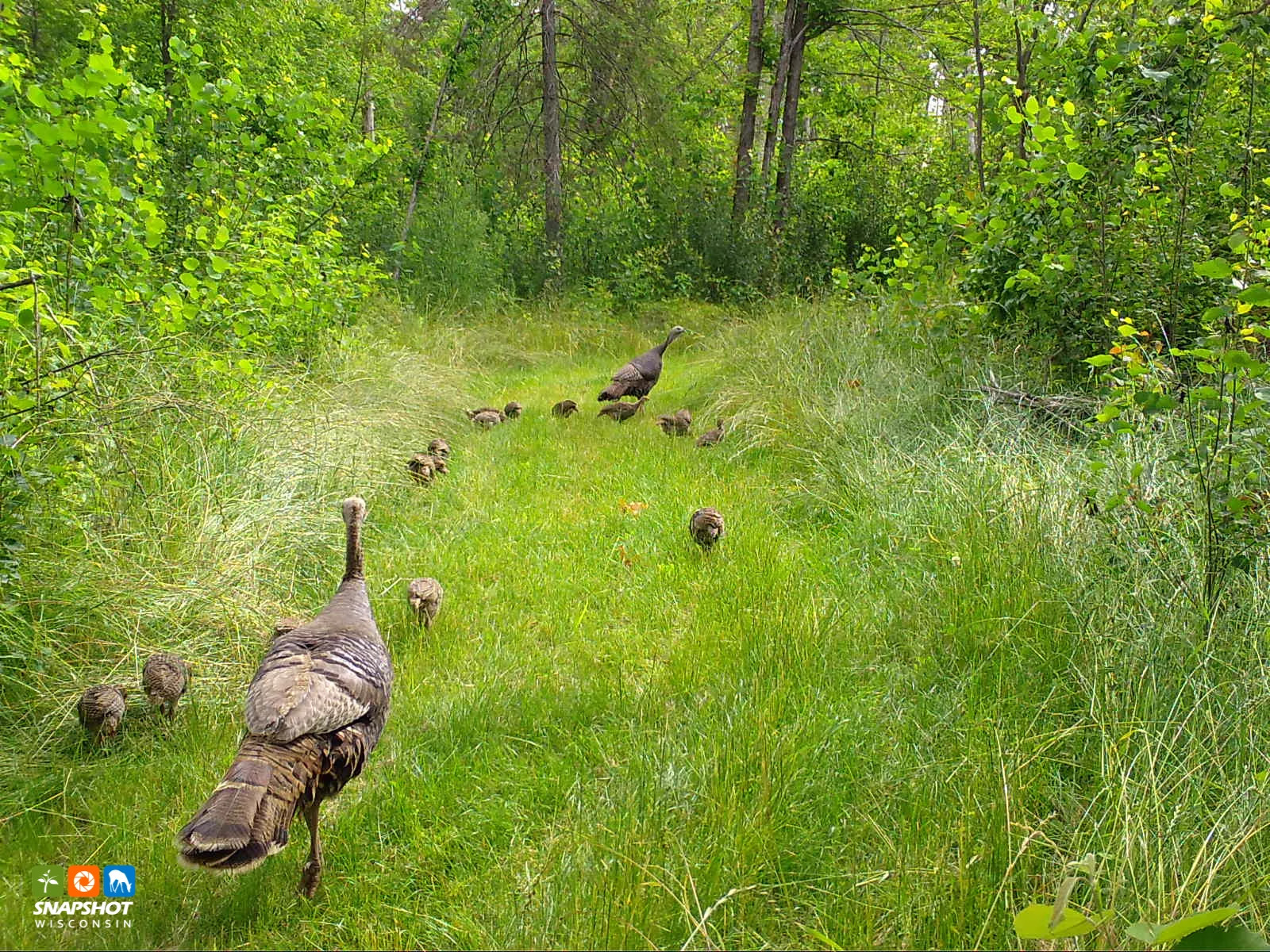 Turkey_Sawyer_2928945.jpg