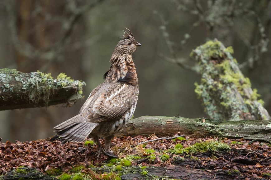 A male ruffed grouse standing on a mossy log.