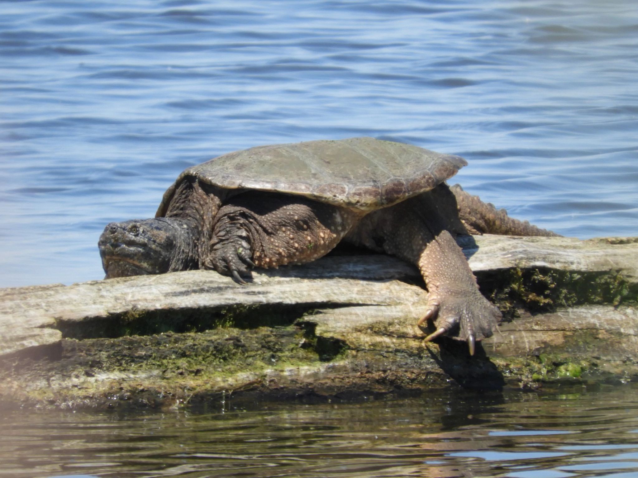 Turtle Terrific: A Program by Marshall | Wisconsin DNR