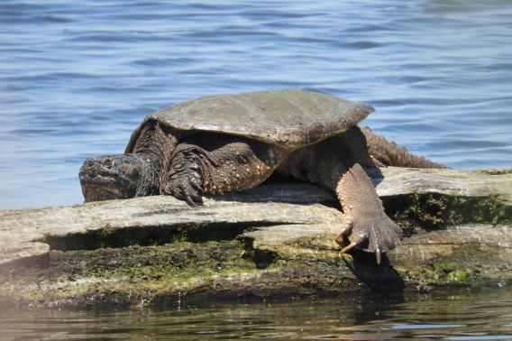 snapping turtle on a log