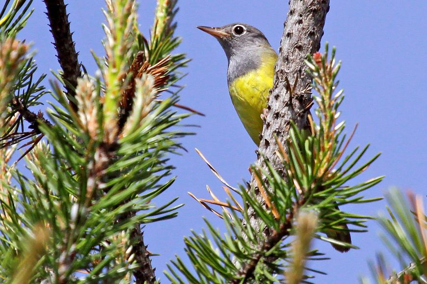 A Connecticut warbler perched on an evergreen branch.
