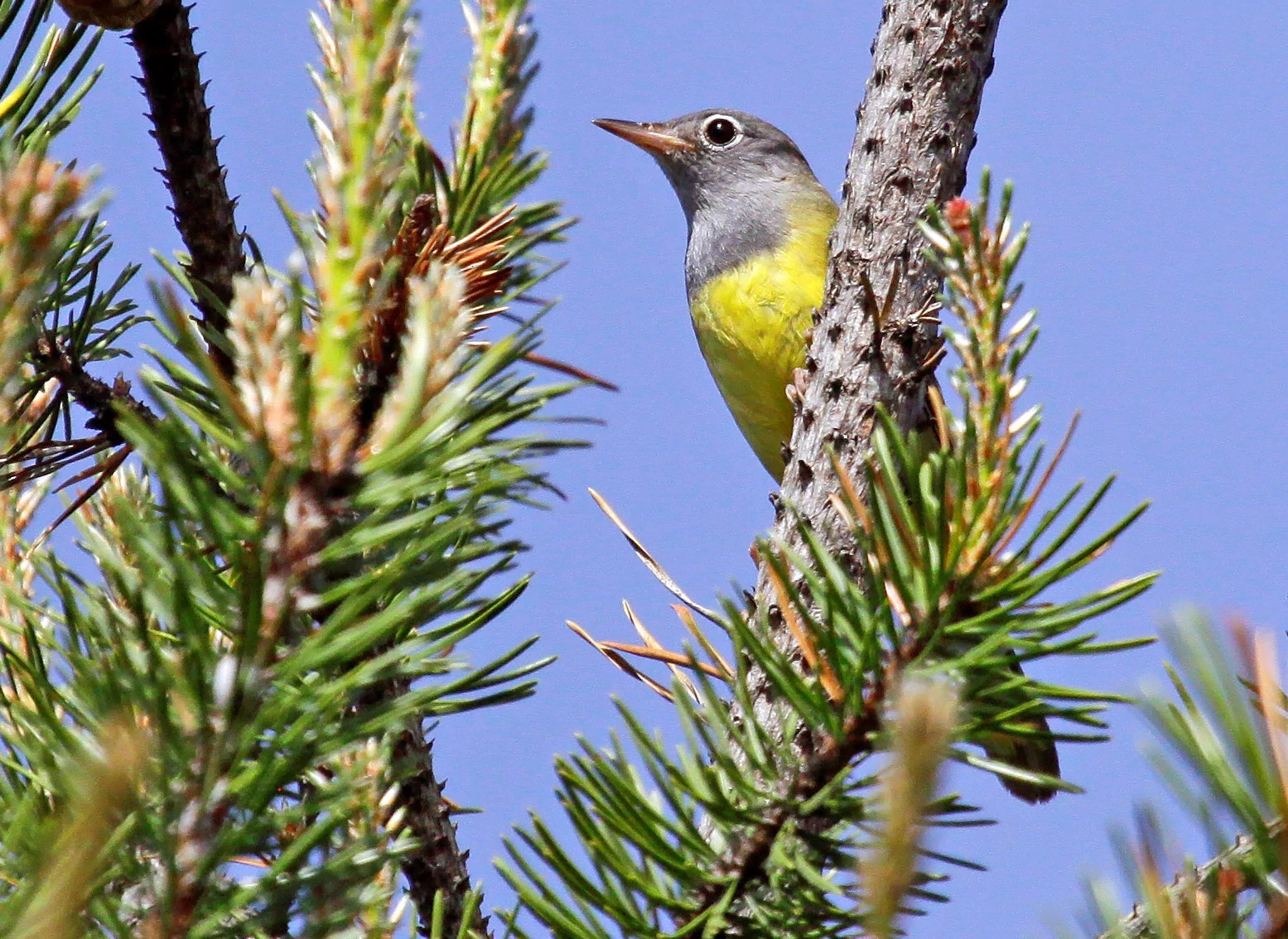 Connecticut warbler perched in a branch