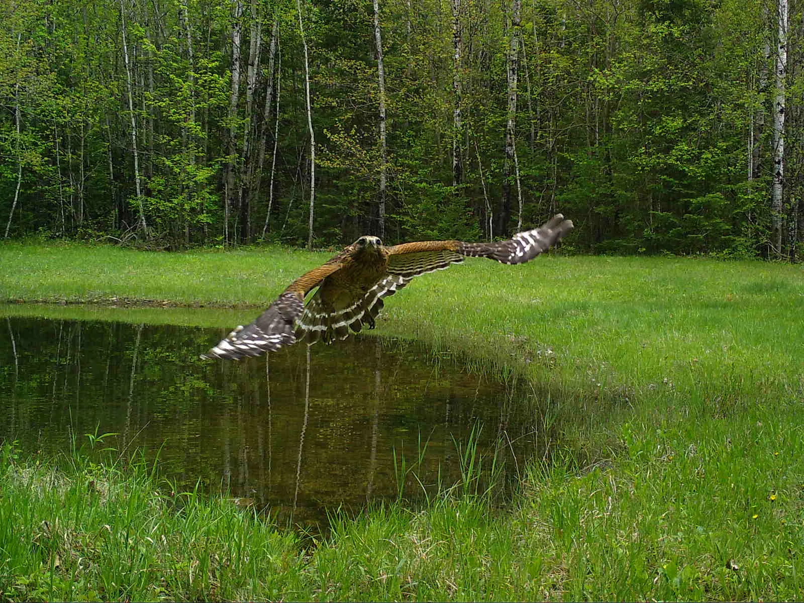 A red-shouldered hawk flies over a pond at a forest edge.