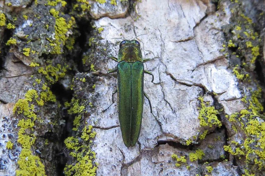 A bright green bug climbs on the pale tan bark of a tree. Greenish-yellow moss grows between the cracks in the bark.