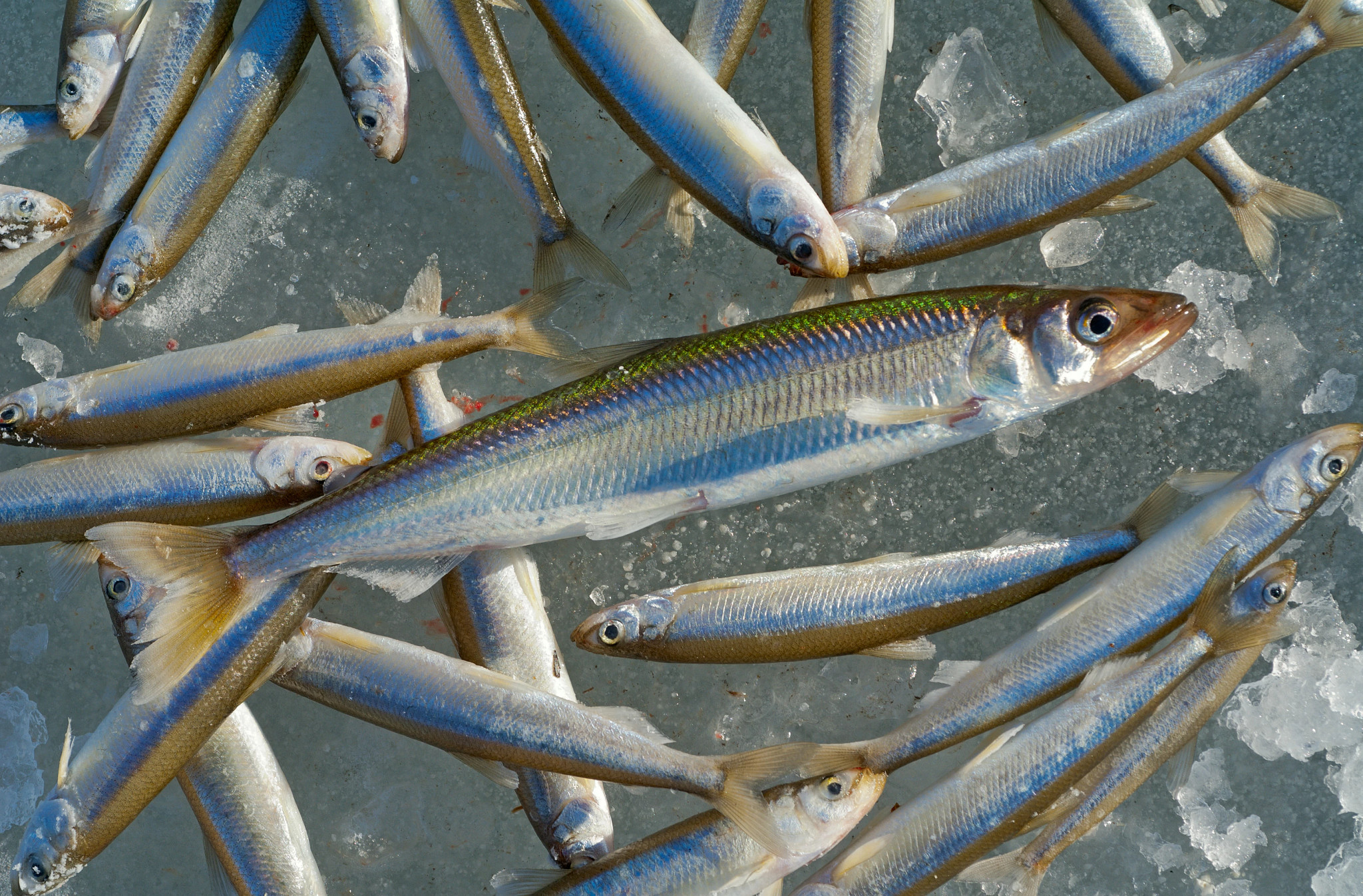 Catch on winter fishing. A close up of the fishes smelt on ice.
