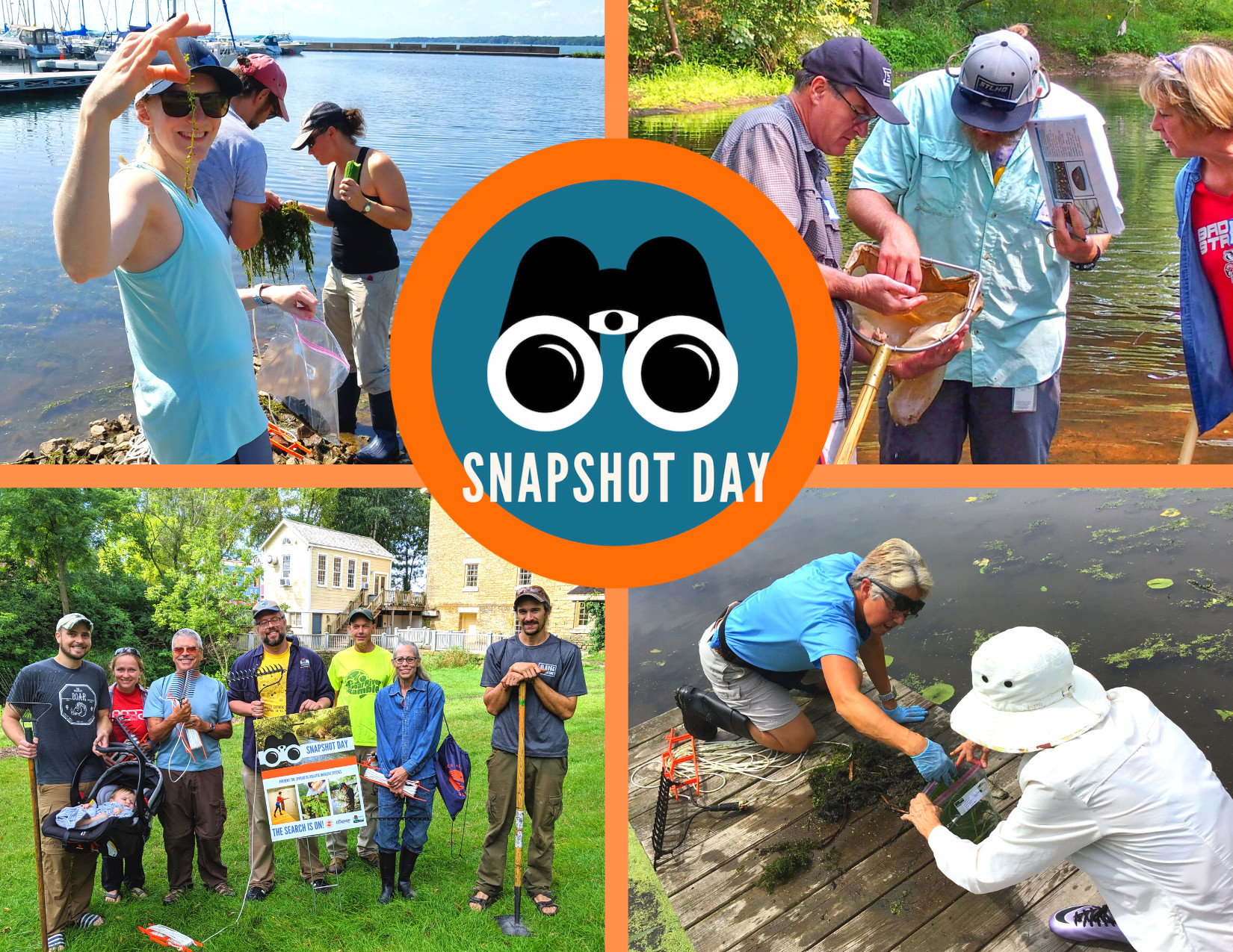 collage of 4 images showing people collecting aquatic invasive plants