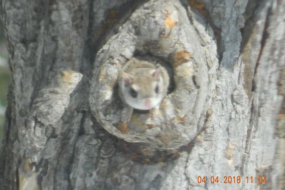 flying squirrel peeking from hole in tree